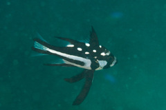 Macolor macularis
