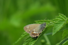Coenonympha hero