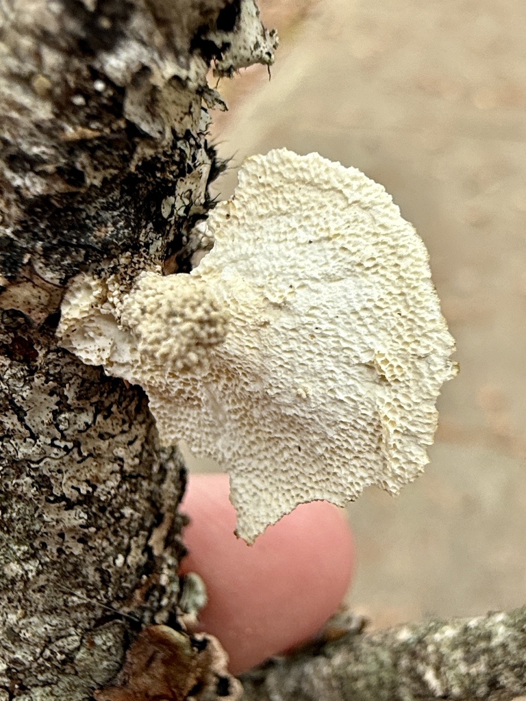 Trametes conchifer · November 2025 · photo: © ashleyrsteel (iNaturalist, cc-by)