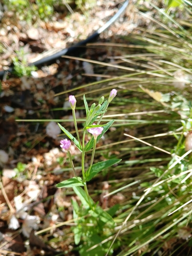 Dwarf Willowherb (Epilobium obscurum)