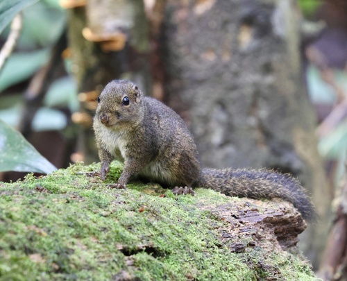 Bornean Mountain Ground Squirrel