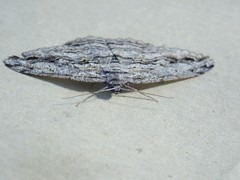 Scioglyptis chionomera