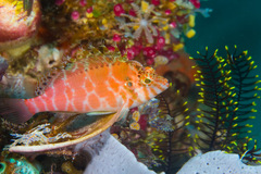 Cirrhitichthys aprinus