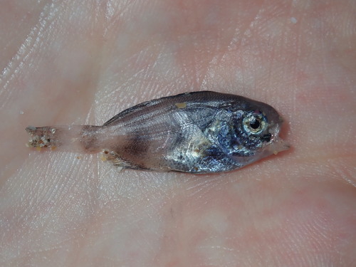 Coastal cubehead (Cubiceps whiteleggii) — Nomeidae — 3