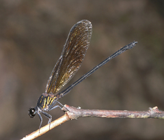 Euphaea cyanopogon