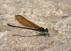 Euphaea cyanopogon