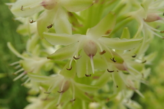 Eucomis pallidiflora