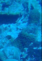 Montastraea cavernosa image