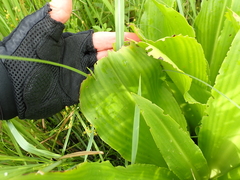 Eucomis pallidiflora