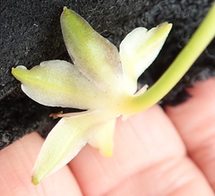 Eucomis pallidiflora