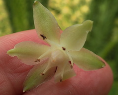 Eucomis pallidiflora