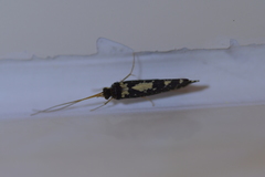 Polyplectropus
