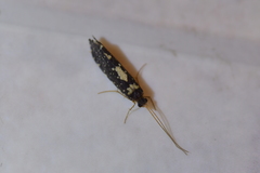 Polyplectropus