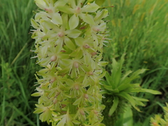 Eucomis pallidiflora