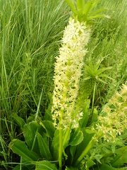 Eucomis pallidiflora