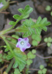 Nemophila pedunculata