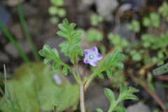 Nemophila pedunculata