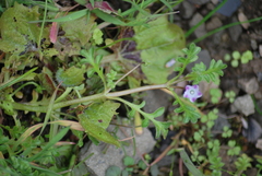 Nemophila pedunculata