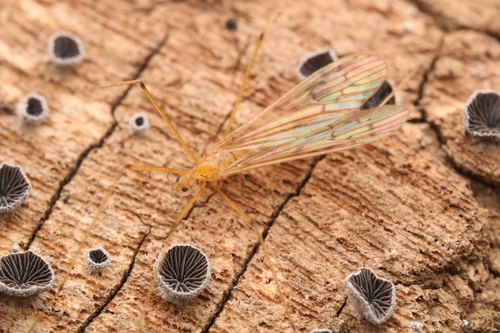 Unknown species found near Chester County, PA, USA