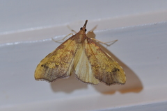 Deana hybreasalis