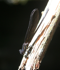 Euphaea cyanopogon