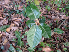 Elaeagnus macrophylla