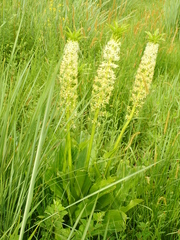 Eucomis pallidiflora