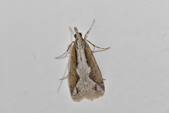 Eudonia steropaea