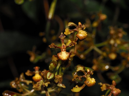 Cyrtochilum cimiciferum, photograph 6