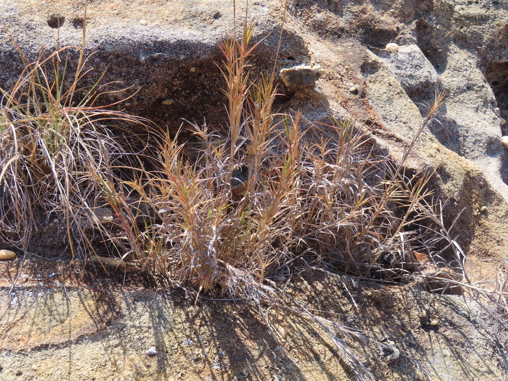 Tristachya humbertii
