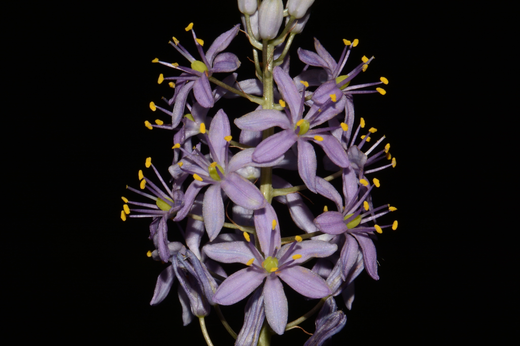 Prairie Camas (Camassia angusta)