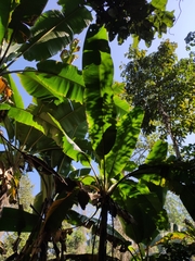 Musa acuminata