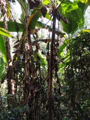 Musa acuminata