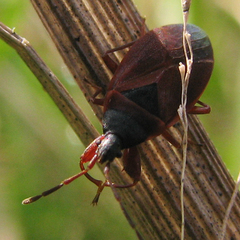 Gastrodes pacificus