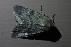 Ichneutica virescens
