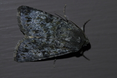Ichneutica virescens