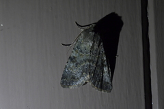Ichneutica virescens