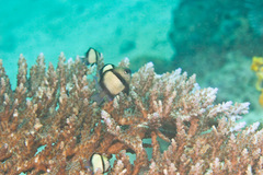 Dascyllus reticulatus