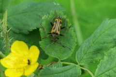 Brachyta interrogationis