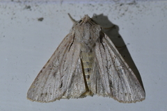 Ichneutica averilla