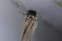 Ichneutica averilla