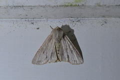 Ichneutica averilla