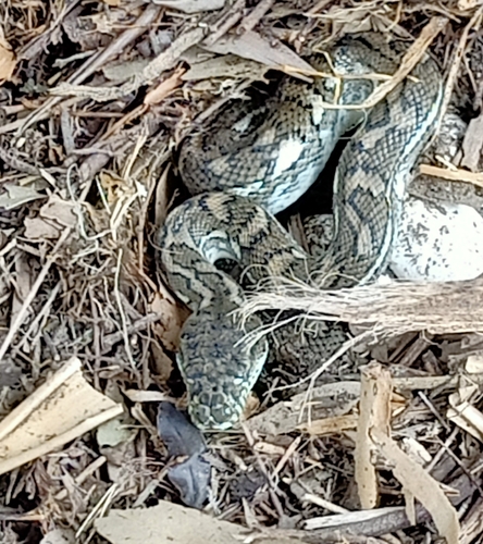 Coastal Carpet Python sighting