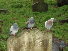 Columba livia domestica