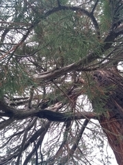 Sequoiadendron giganteum