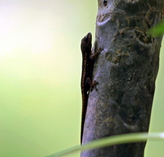 Lygodactylus angularis