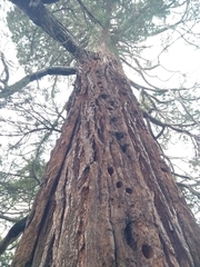 Sequoiadendron giganteum