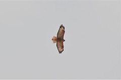 Buteo rufinus cirtensis