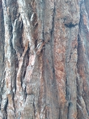 Sequoiadendron giganteum