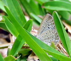 Zizeeria knysna knysna